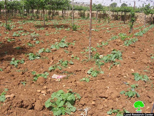 Confiscating irrigation networks and ravaging crops in Al Baq’a area – Hebron