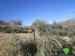Colonists of Yizhar Ravage 54 Olive Trees