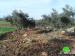 Colonists Ravage 40 Trees in Beit Awwa