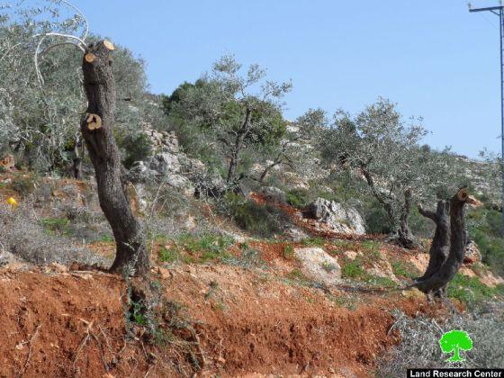 Damaging 12 olive trees in Burin- Nablus