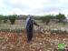 Colonists Uproot and Steal Olive Seedlings in Al Zafaran area in Sa’ir – Hebron