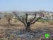 Colonists Burn 590 Olive Trees in Betilo village