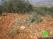 Destroying 27 olive trees in Burin- Nablus