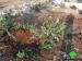 The Israeli army ravages 7 dunums of agricultural dunums and uproots 210 saplings in Ras ‘Atiya- Qalqiliya