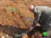 Destroying olive seedlings in Turmusayya