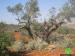 Yish Kodesh colonists destroy 27 olive saplings in Qusra
