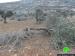 Colonists o f Itamar destroy 71 olive trees