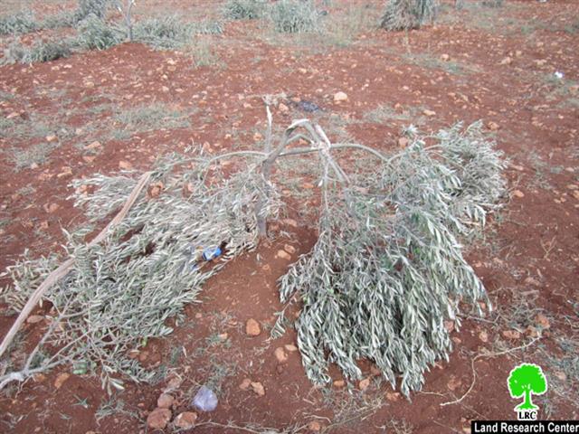 Kedumim colonists destroy 40 olive seedlings