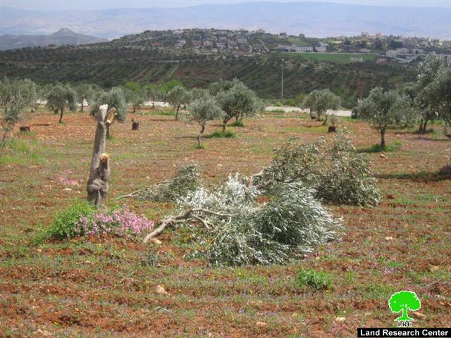 Colonists of Yitzhar damage 34 olive trees in Huwara