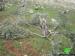 Destroying olive trees in Mukhmas in Mukhmas village- Jerusalem governorate