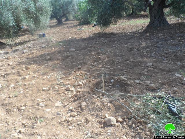 مستعمرو مستعمرة ” تلمون” يتلفون 58 غرسة زيتون في قرية رأس كركر