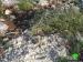 250 olive seedlings uprooted in Jenin