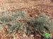 80 olive seedlings cut off by colonists in Kfar Qdoum