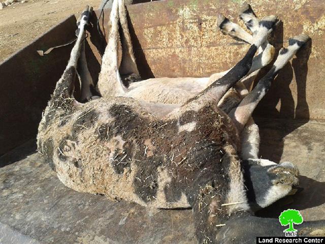 مستعمرون يتسببون في نفوق 15 رأساً من الأغنام  في خربة الحديدية