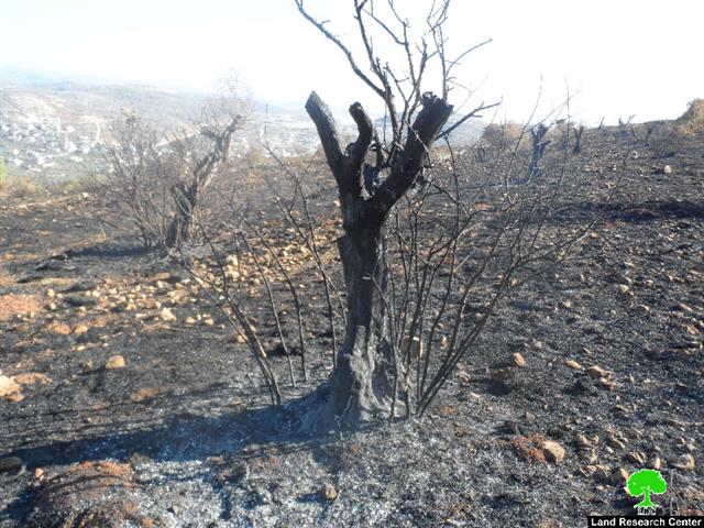 مستعمرو ” يتسهار” يحرقون العشرات من أشجار الزيتون في بلدة حوارة