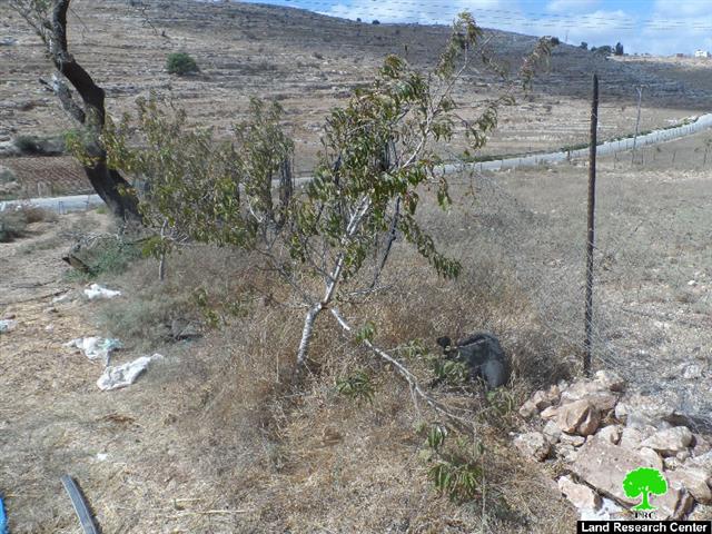 Colonists cut down 40 fruitful trees in Deir Nitham, Ramallah governorate