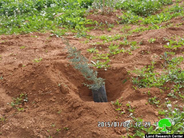 Banning olive trees cultivation in Tubas