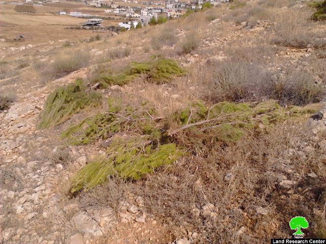 The Israeli occupation destroys a natural reserve in Tubas