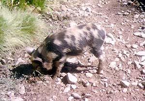 Israeli brought wild pigs destroy tens of dunums in Deir Ballut plain