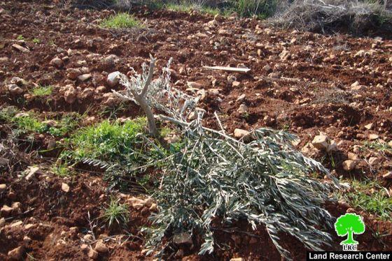 مستوطنو البؤرة الاستيطانية يش كودش  يتلفون 251 شجرة زيتون في قرية قصرة
