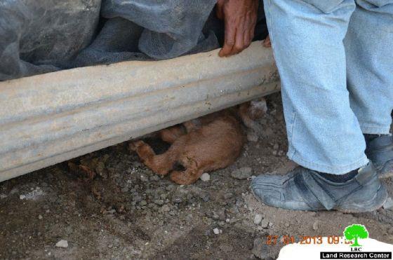 الاحتلال الإسرائيلي يهدم 9 بركسات زراعية في قرية الجفتلك