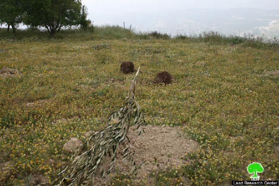 مستوطنو مستوطنة يتسهار يتلفون 66 غرسة زيتون في قرية عوريف