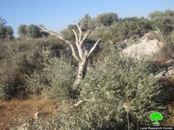 Damage of 62 Olive Trees in Tarmis’ia