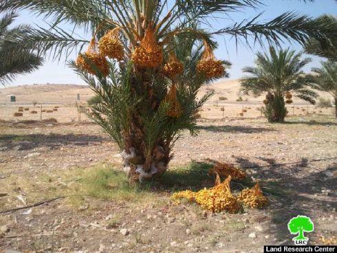 Destroying 24 Palm Trees in Wad Al-Maleh