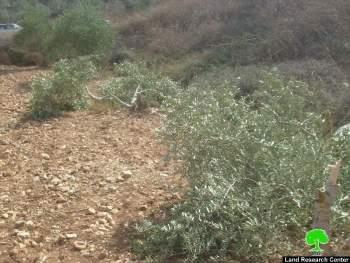 مستعمرو مستعمرة ” يتسهار” يتلفون 11 شجرة زيتون في بلدة حواره / محافظة  نابلس