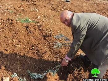 مستعمرو مستعمرة ” شيلو ”  يتلفون 60 غرسة زيتون في قرية ترمسعيا /محافظة رام الله