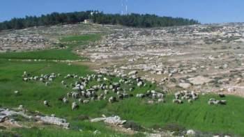 مستعمرون يحطمون ألواح شمسية ويعتدون على أراضي المواطنين في بير العد شرق يطا