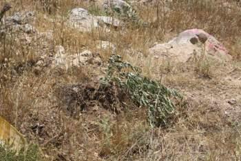 Israeli Authorities uprooted +200 Olive Seedlings in Husan Village West of Bethlehem Governorate