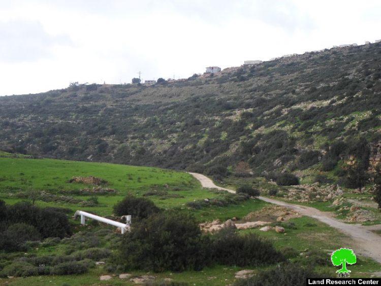 Israeli Occupation Forces uproot 120 olive trees in Salfit governorate