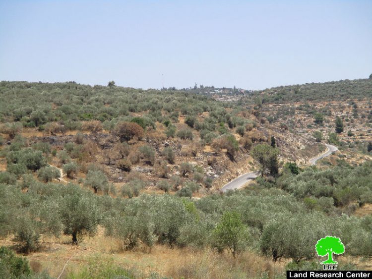 المستعمرون يضرمون النيران في حقول الزيتون غرب قرية رأس كركر