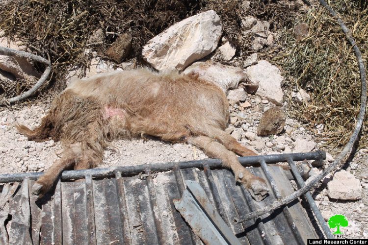 The Israeli occupation’s municipality demolition campaign in At-Tur neighborhood