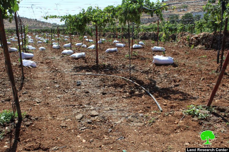 سلطات الاحتلال تصادر شبكات ري وتخرب مزروعات في البقعة شرق الخليل