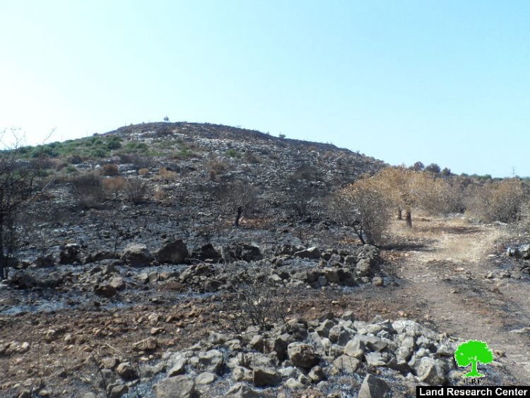 مستعمرو مستعمرة ” رحاليم” يحرقون 150 شجرة زيتون في قرية الساوية بمحافظة نابلس