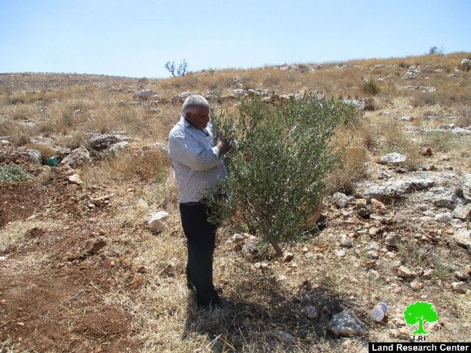 جيش الاحتلال الإسرائيلي يقتلع 187 شجرة مثمرة  ويهدم سلاسل حجرية في قرية شوفة