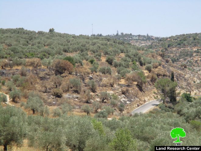 Colonists set fire to olive groves  in the Ramallah village of Ras Karkar