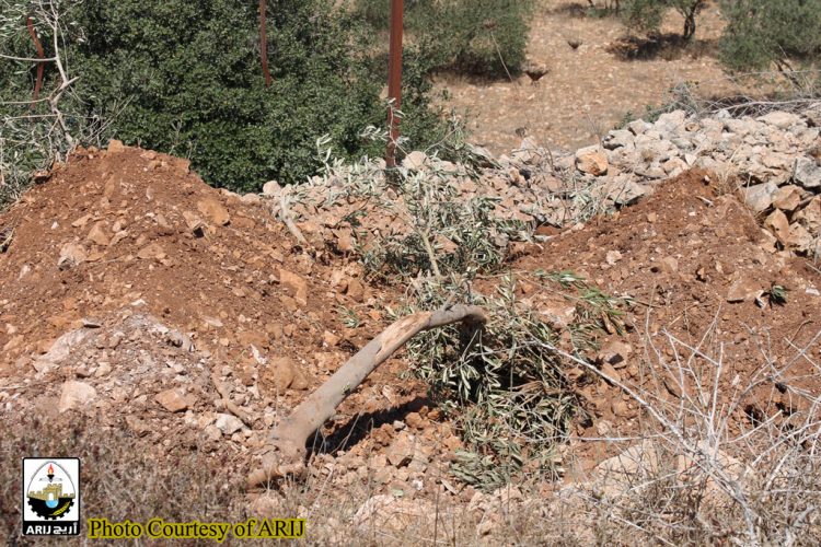 Land Leveling in Wadi Fukin village West of Bethlehem Governorate