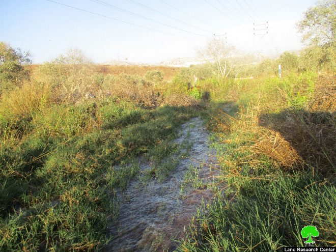 في موسم قطاف الزيتون …  الاحتلال يتعمد إغراق مساحات كبيرة من أشجار الزيتون قرية مردا بالمياه