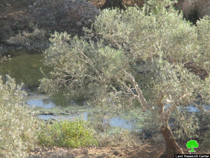مستعمرو مستعمرة ” بدوئيل” يواصلون ضخ مياه الصرف الصحي باتجاه أراضي بلدة كفر الديك