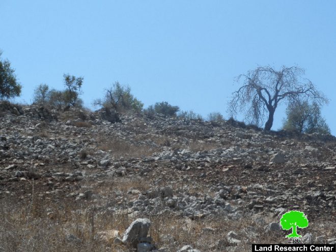 Yizhar colonists set fire to 30 olive trees in Burin village