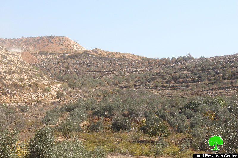 Betar Illit colonists torch 60 trees in Bethlehem village of Husan