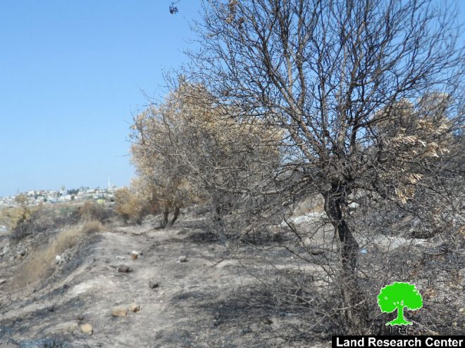 جيش الاحتلال الإسرائيلي يتسبب في احراق 250 شجرة زيتون في خربة جبارة