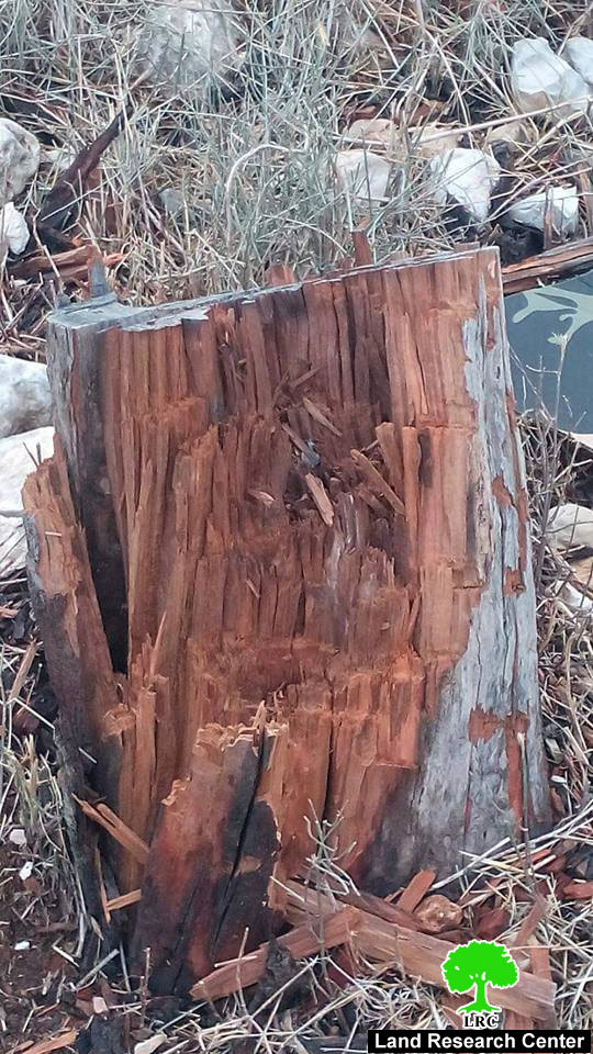 أشجار الزيتون هدفاً للتدريبات العسكرية الإسرائيلية