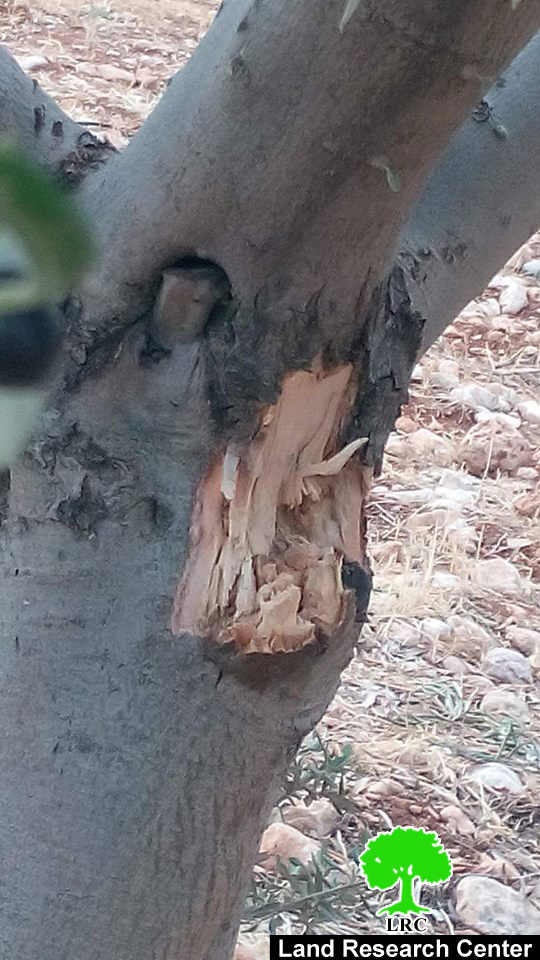 أشجار الزيتون هدفاً للتدريبات العسكرية الإسرائيلية