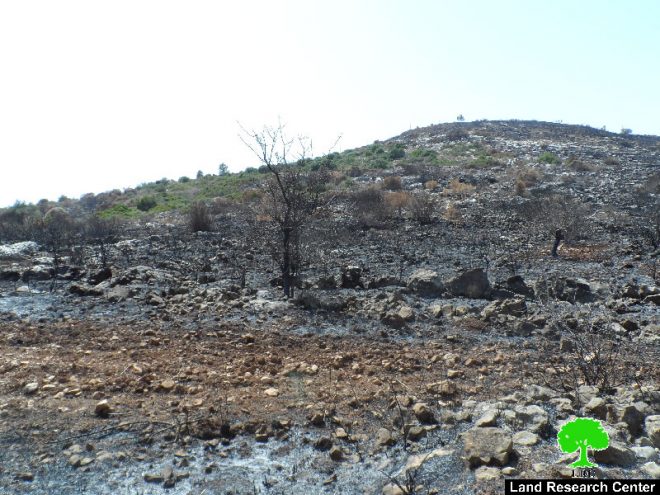 في موسم القطاف تتصاعد الاعتداءات, إحراق 23 شجرة زيتون في قرية كفر قدوم بمحافظة قلقيلية