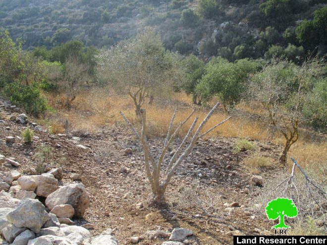 The so-called Israel Nature Authority poisons trees in Wad Qana area
