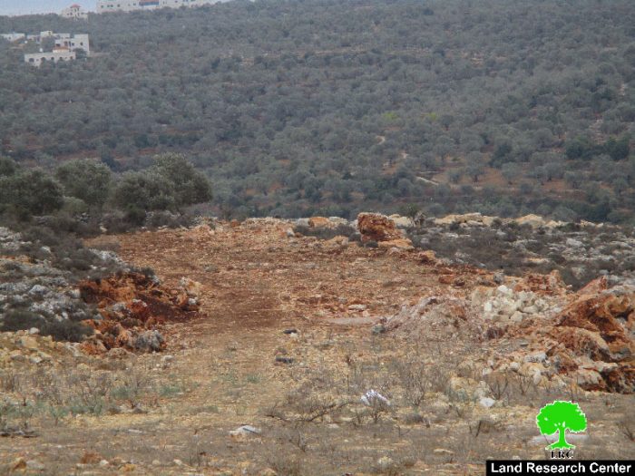 اقتلاع عشرات غراس الزيتون والحمضيات في قرية رأس عطية بمحافظة قلقيلية